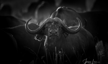 Black and White Picture of African Wildlife. Photo