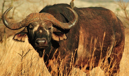 African Cape buffalo. The African Cape buffalo photo credi