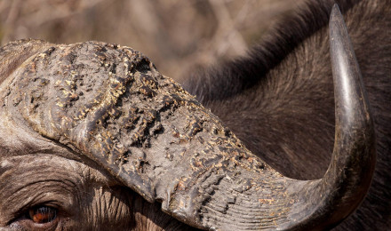 Buffalo of the African bushveld