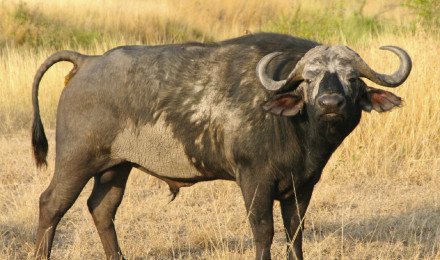 african buffalo HD wallpaper, background