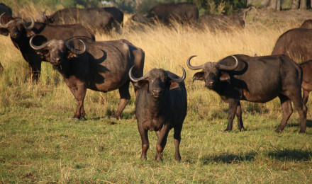 Download Botswana Cape Buffalo Wallpaper