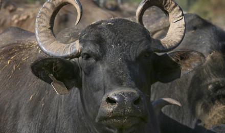 Donkey and water buffalo found in South African burgers Angeles Times