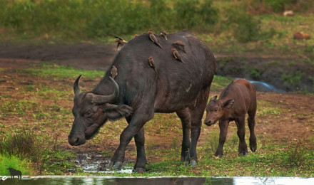 Cape Buffalo HD Wallpaper Look.org