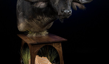 The Wildlife Gallery Custom Taxidermy Studio Buffalo Taxidermy Photo. The Wildlife Gallery