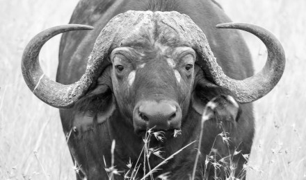 Wallpaper / Snout, Animal Themes, Outdoors, Grass, One Animal, Land, Animal Photography, Animal Head, Plant, Horned, Blur, Close Up, Wildlife, Nature, Buffalo, Animal Free Download