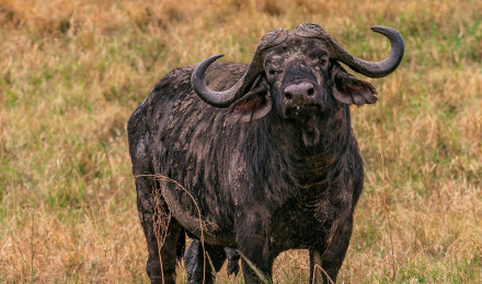 African Buffalo Animal Mammal Wild