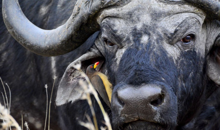 Buffalo of the Kruger National Park aka the African or Cape Buffalo