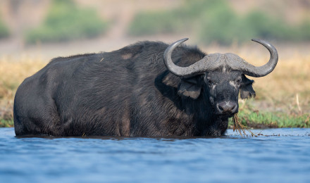 Download wallpaper look, face, river, shore, bathing, horns, pond, bull, African, Buffalo, African Buffalo, section animals in resolution 3840x2160