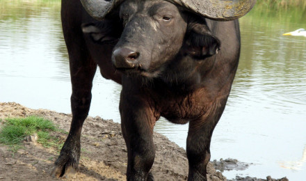 Wallpaper / grass, bison, black, animal, outdoors, water buffalo, day, domestic animals, cattle, body, water, 2K, livestock, no people, domestic, nature, animal wildlife free download