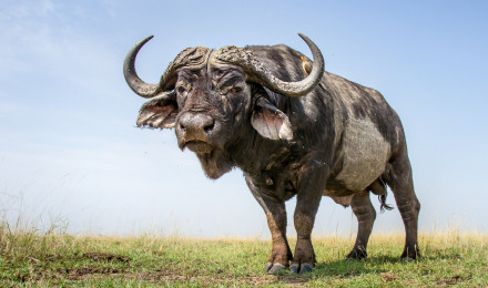 African Buffaloes. Photo Picture Image