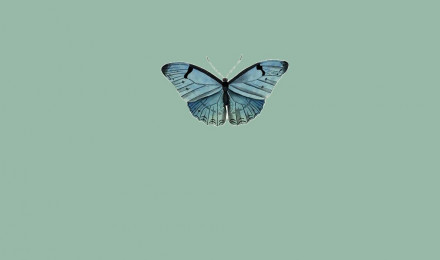 Sage Green Minimalist Wallpaper for Phone : A Butterfly I Take You. Wedding Readings. Wedding Ideas