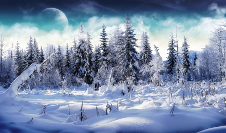 Snowy landscape