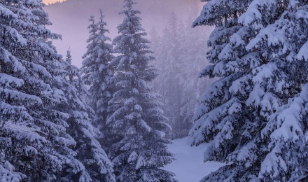 A snowy landscape with trees photo