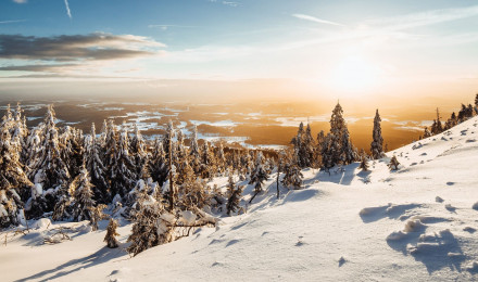 Winter Wallpaper 4K, Landscape, Pine trees