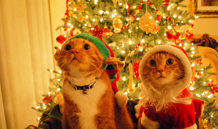 Christmas Cats