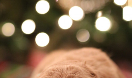 Christmas Puppy iPhone Wallpaper Christmas Wallpaper That'll Make Your Home Screen Aesthetically Pleasing This Holiday