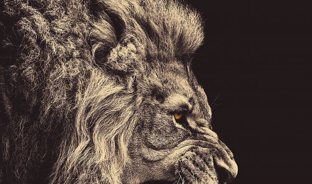 Lion wallpaper for iPhone and iPad