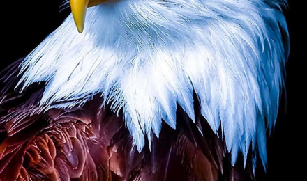 Eagle iPhone Wallpaper