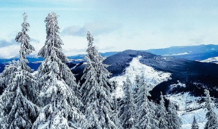 A snowy landscape with trees photo