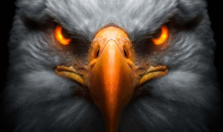 WALLPAPERS DOWNLOAD. Eagle wallpaper, Eyes wallpaper, Eagle image