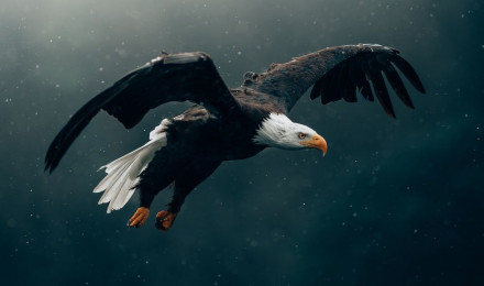 Eagle wallpapers