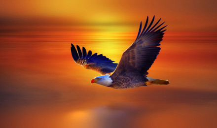 An Eagle sailing in the sky