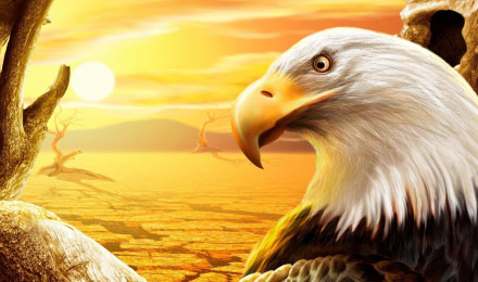 Animal Bald Eagle Wallpaper