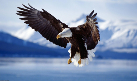 Bald Eagle Wallpaper