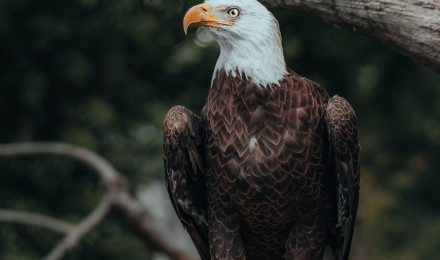 Best Eagle Image · 100% Free Downloads