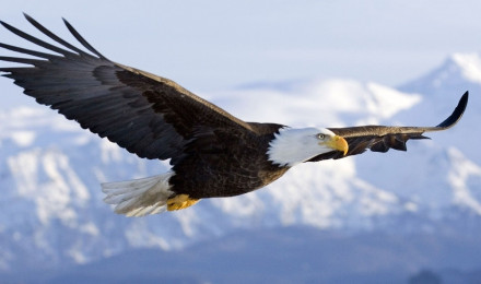 Bald Eagle Wallpaper Flight De Miranda