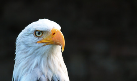 Best Eagle Image · 100% Free Downloads