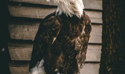 Eagles Picture. Download Free Image