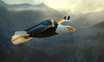 Download Bald Eagle wallpaper for mobile phone, free Bald Eagle HD picture