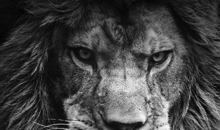 Lion wallpaper for iPhone and iPad