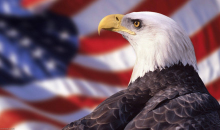 Us Eagle Wallpaper Full HD, 4K Free to Use