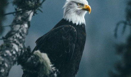 Eagle Wallpaper For IPhone 6 7