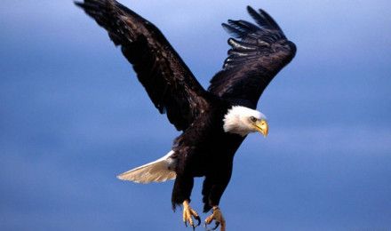 Flying Eagle Wallpaper