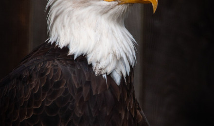 Download Eagle wallpaper for mobile phone, free Eagle HD picture