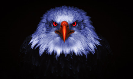 Eagle Wallpaper 4K, Bird of prey, Raptors, Red eyes