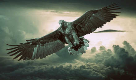 Eagle Wallpaper Eagle Background Download