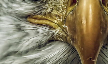 Angry Eagle Wallpaper