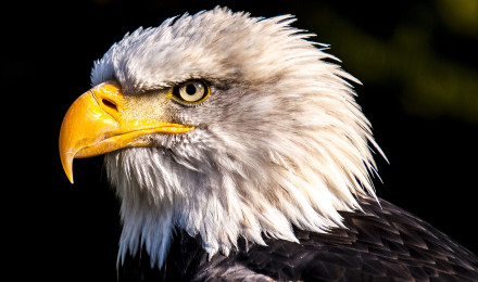 Amazing Eagle Wallpaper 4K