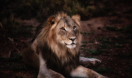 Best Lion Photo · 100% Free Downloads