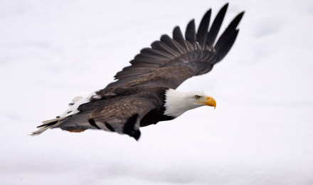 Bald eagles photo. eagle image. Photo bald eagles fighting in Alaska