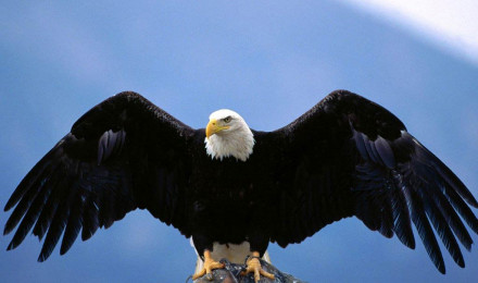 Bald Eagle Wallpaper