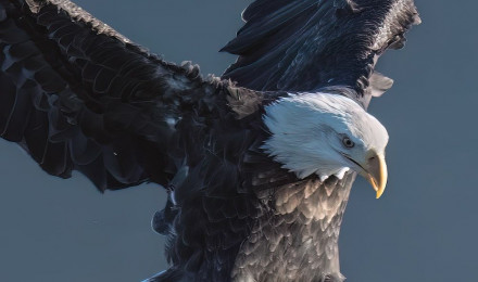 A bald eagle flying over a body of water photo