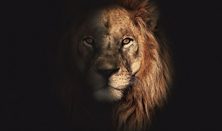 Lion Wallpaper for IPhone 6S /7 /8 [Retina HD]