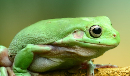 Green Frog Wallpaper, Android & Desktop Background