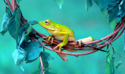 Light Green Amphibian Frog HD Frog Wallpaper