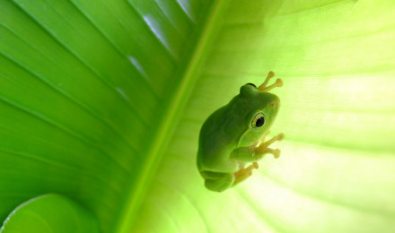 Animal Tree Frog HD Wallpaper